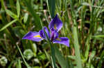 Giant blue iris